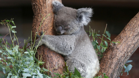 Los Koala podrían estar en peligro de extinción / Reuters