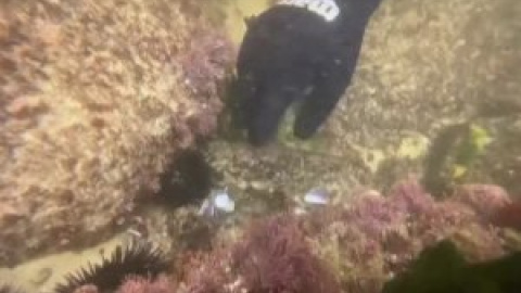 Los microplásticos de la basura arrojada al mar ponen en jaque a los océanos