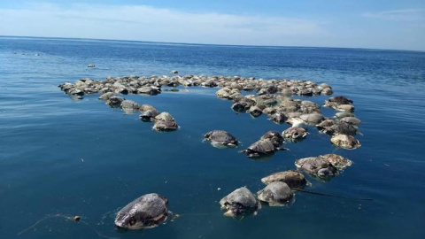 Tortugas muertas en Puerto Escondido, en el estado mexicano de Oaxaca. / EFE