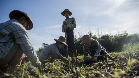 Cultivos. AFP Photo/Ye Aung Thu