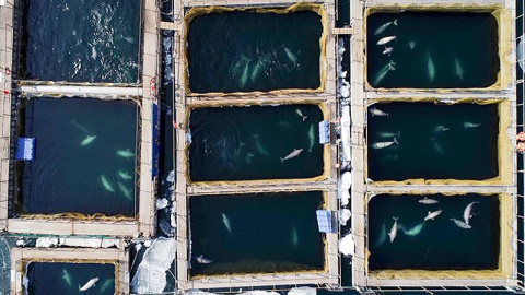 Vista de una cárcel de ballenas en China. Agencia de Noticias ITAR-TASS / Alamy