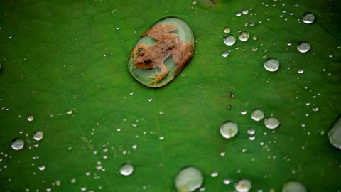 Una rana en una hoja de loto en Lalitpur, Nepal. Navesh Chitrakar / Reuters