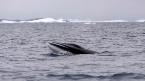 Una ballena en la Antártida. EFE