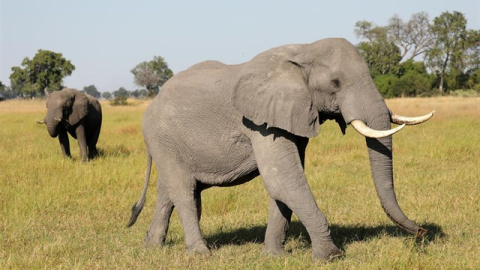 Un elefante en África. REUTERS / MIKE HUTCHINGS