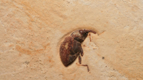 Fósil Curculionidae, encontrado en la cuenca del Araripe, un enclave que engloba algunos de los principales depósitos de fósiles de Brasil.- Museo UFRJ