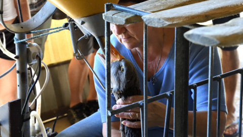 Una de las trabajadoras de la granja alimenta a uno de los gansos para elaborar foie-gras. IGUALDAD ANIMAL