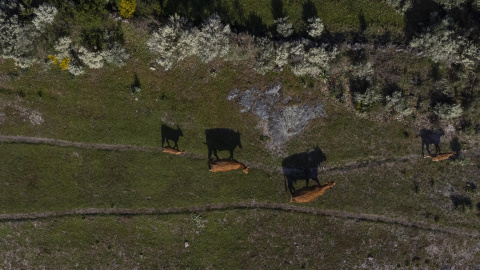 Imagen tomada con un dron que muestra a un grupo de vacas pastando en un prado situado en el entorno del embalse de Chandrexa de Queixa (Ourense).