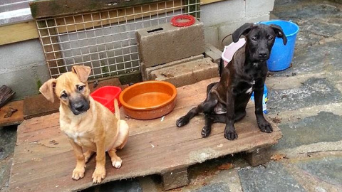 Dos perritos en el refugio gestionado por la Asociación Amigos de los Perros de Carballo.