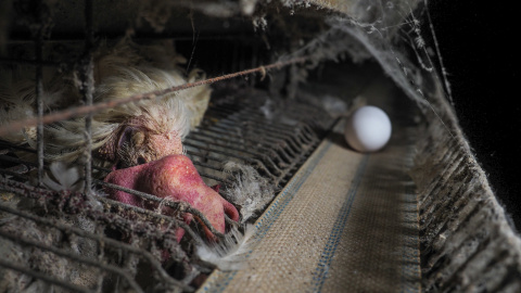 Las telas de araña y el polvo se acumulan en esta granja de los horrores en Mantua (Italia)./IGUALDAD ANIMAL