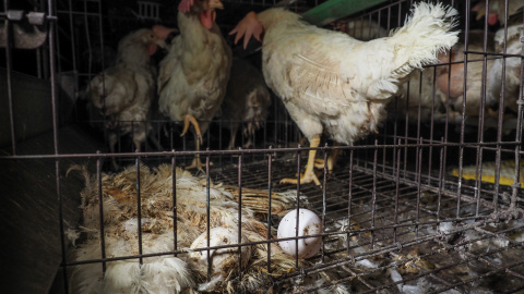 Una de las fotografías obtenidas en una granja de gallinas ponedoras en Italia con unas condiones de salubridad pésimas./IGUALDAD ANIMAL