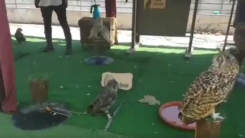 Aves rapaces atadas en una exposición en las fiestas de Majadahonda. / TWITTER - SOMOS MAJADAHONDA