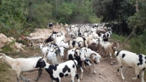 'Ganaderas en Red' con cabras y ovejas en peligro de extinción