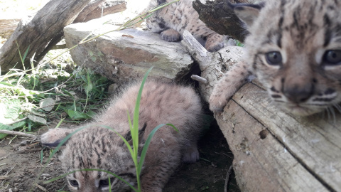 Rally, Risco y René son los nombres elegidos por los internautas para los tres cachorros de lince ibérico nacidos esta temporada de cría en Zarza de Granadilla, Cáceres, (España), a 4 de junio de 2020.