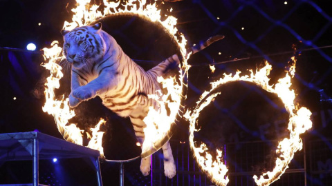 Bilbao prohíbe los circos con animales salvajes. EFE