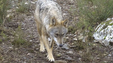 El lobo es una especie que la Directiva Europea Hábitats cataloga como "estrictamente protegida" - EFE