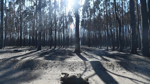 El cadáver de un koala calcinado por el fuego en Kangaroo Island, Australia | EFE