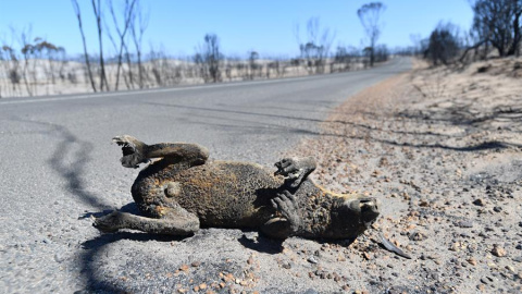 Imagen del cadáver de un koala calcinado por el fuego | EFE