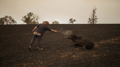 Un granjero dispara a una res gravemente herida tras el incendio en Coolagolite. EFE