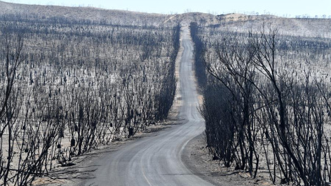 Vista del Parque Nacional Flinders Chase tras el incendio | EFE