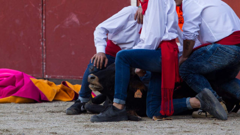 Imagen de la becerrada en San Rafael. PACMA