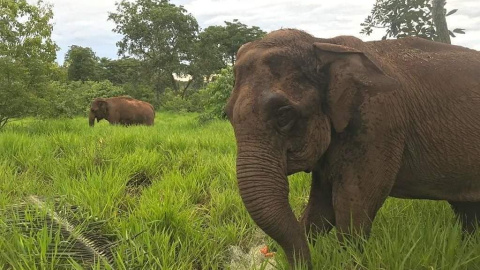 Ramba, elefante de Chile. Foto del instagram elefantebrasil