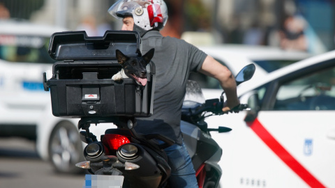 Un motorista su mascota circula por el centro de Madrid el día en que España ha comenzado a sufrir un "importante" episodio cálido con temperaturas de pleno verano, a 17 de mayo de 2022, en Madrid