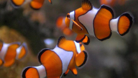 Peces payaso, Amphiprion Ocellaris, nadando en el Acuario de Dos Océanos en la ciudad del Cabo | EFE