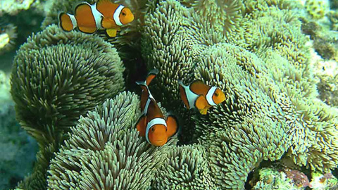 'Stichodactyla gigantea' en el arrecife de coral cerca de la isla japonesa Sesoko / Michael arvedlund para Wikipedia