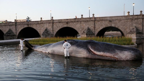 La escultura hiperrealista de un cachalote varado en pleno río Manzanares, en Madrid. AYUNTAMIENTO DE MADRID