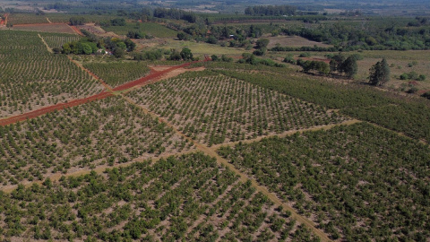 24/02/2022 Vista aérea de plantaciones de yerba mate en los campos de la Cooperativa Agrícola de la Colonia Liebig en Corrientes, Argentina