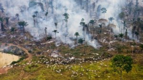 Evitar la deforestación en cualquier lugar del mundo