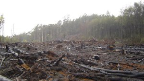 La UE, responsable de al menos un 16% de la deforestación asociada al comercio internacional