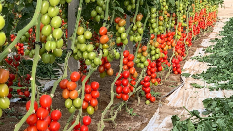 23/05/2022 Plantación de tomates en Italia.