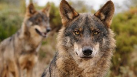 El Gobierno acuerda con las comunidades autónomas elevar la protección del lobo para impedir su caza