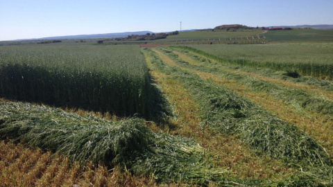 Siega de cereal temprano en campos de Segovia.