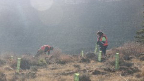 El Corte Inglés colabora en un proyecto de repoblación de una zona forestal incendiada para compensar su huella de carbono