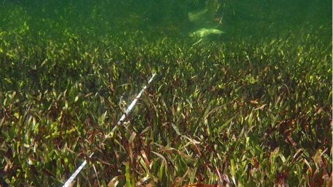 (1/6/2022) Una muestra de posidonia en la Bahía de Shark.