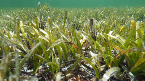 (1/6/2022) Pradera marina con posidonia en la Bahía de Shark.