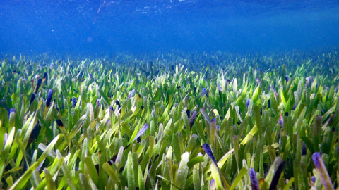 (1/6/2022) La planta más grande del mundo en la Bahía de Shark, al oeste de Australia.