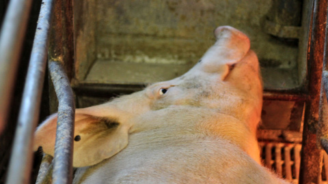 Un cerdo en el matadero a punto de perder la vida. | L214