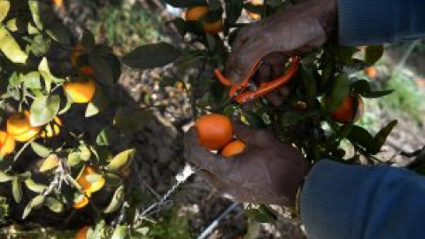 De California a Lepe, las recetas capitalistas que esquilman el campo