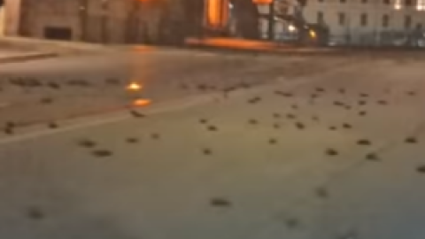 Cientos de pájaros mueren en Roma tras los fuegos artificiales de Año Nuevo