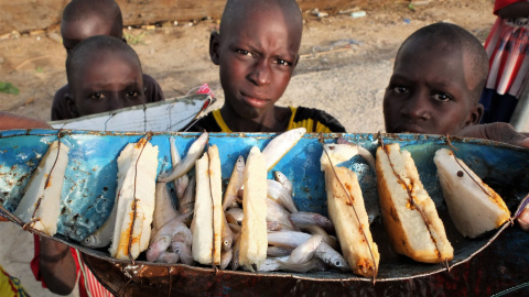 Niños cogiendo peces