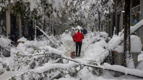 El temporal de nieve deja daños en más de 150.000 árboles de Madrid