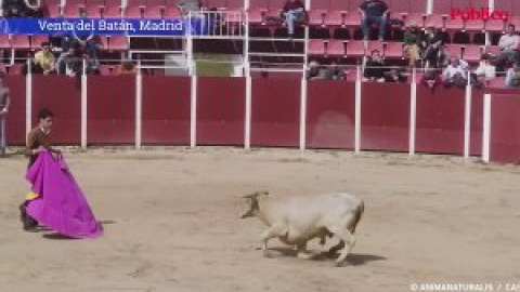 La crueldad de las becerradas en la Venta del Batán de Madrid