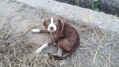 Imagen del perro que permaneció toda la noche junto al anciano. (AYUNTAMIENTO DE BURRIANA)