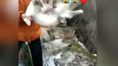 Una joven de Deifontes arroja a una gata por un barranco y sube un vídeo burlándose.