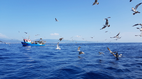 Un pesquero rodeado de aves en aguas de Mataró. LUCÍA VILLA