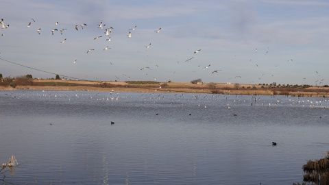 18/05/2022. Varios aves en la laguna de Navaseca, a 3 de febrero de 2022, en Daimiel, Ciudad Real, Castilla-La Mancha.