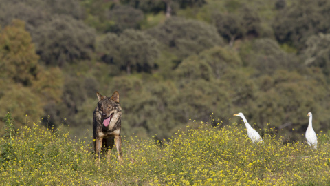 Un lobo ibérico durante el documental. | Ricardo Gamaza